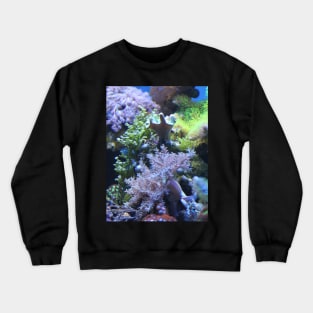 Coral Crewneck Sweatshirt